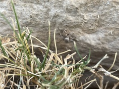 Habronattus coecatus