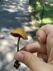 Conocybe