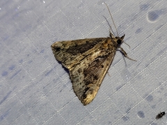 Hypena