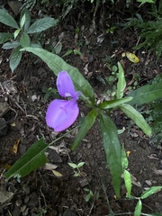 Dicliptera tinctoria