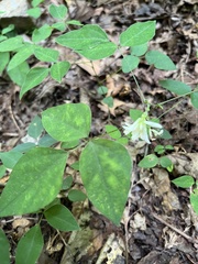 Amphicarpaea bracteata