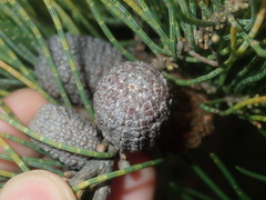 Casuarinaceae