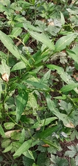 Persicaria hydropiper