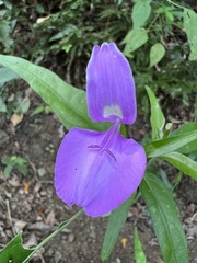 Dicliptera tinctoria