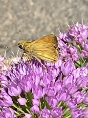 Atalopedes campestris