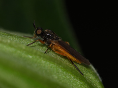 Beris vallata