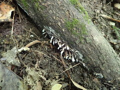 Thelephora penicillata