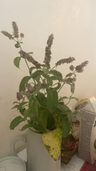 Mentha longifolia