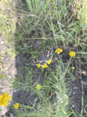 Burnsius communis