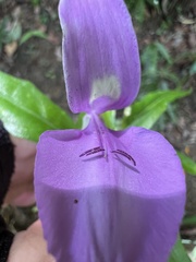 Dicliptera tinctoria