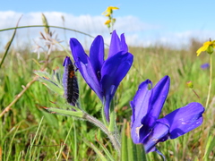 Babiana angustifolia