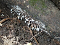 Thelephora penicillata