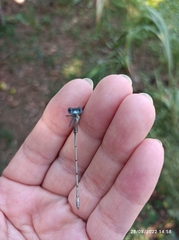 Lestidae