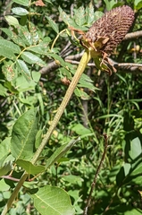 Rudbeckia occidentalis