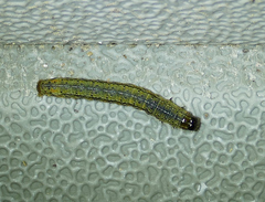 Spodoptera frugiperda