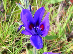 Babiana angustifolia