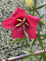 Hibiscus coccineus