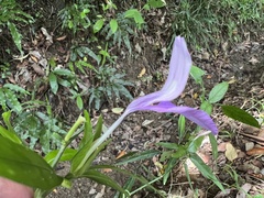 Dicliptera tinctoria