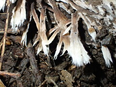 Thelephora penicillata