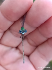Lestidae
