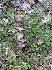 Chamaecrista rotundifolia