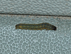 Spodoptera frugiperda
