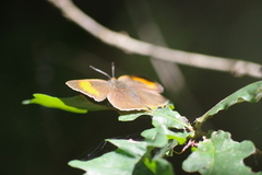 Thecla betulae