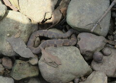 Nerodia sipedon pleuralis