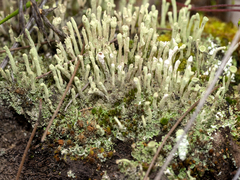 Cladonia