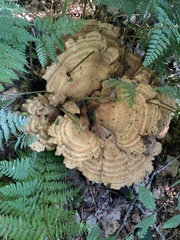 Bondarzewia berkeleyi