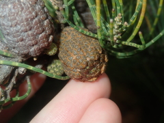 Casuarinaceae