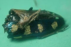 Buprestis octoguttata