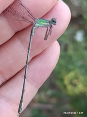 Lestidae
