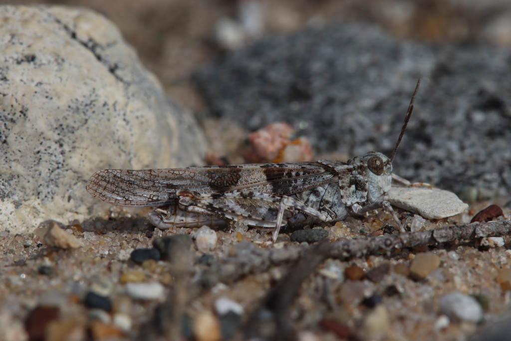 Lake Huron Locust