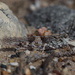 Trimerotropis huroniana - Photo (c) Brad Von Blon, alguns direitos reservados (CC BY-NC), uploaded by Brad Von Blon