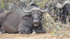 Syncerus caffer caffer