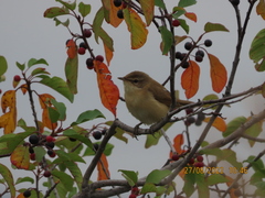 Acrocephalus agricola