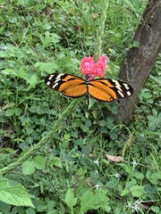 Heliconius ismenius