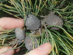 Casuarinaceae