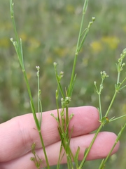 Asperula