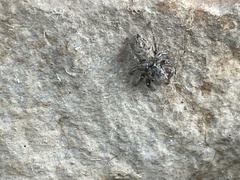 Habronattus coecatus