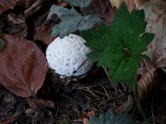 Lycoperdon pratense