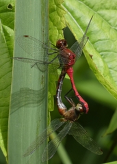 Sympetrum rubicundulum