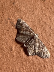 Hypagyrtis