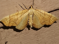 Eulithis diversilineata