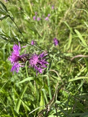 Centaurea jacea