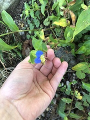 Commelina communis