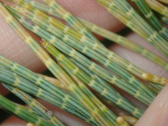 Casuarinaceae