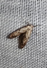 Pigritia