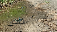 Graphium sarpedon